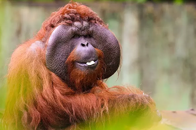 Semenggoh Wildlife Centre